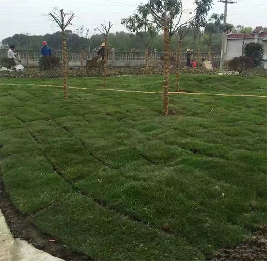 湖北綠怡草坪案例